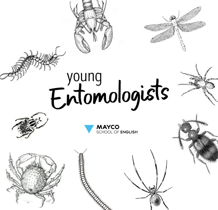 Young Entomologists